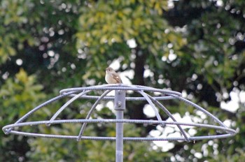 2023年1月29日(日) 大阪府岸和田市 蜻蛉池公園の野鳥観察記録