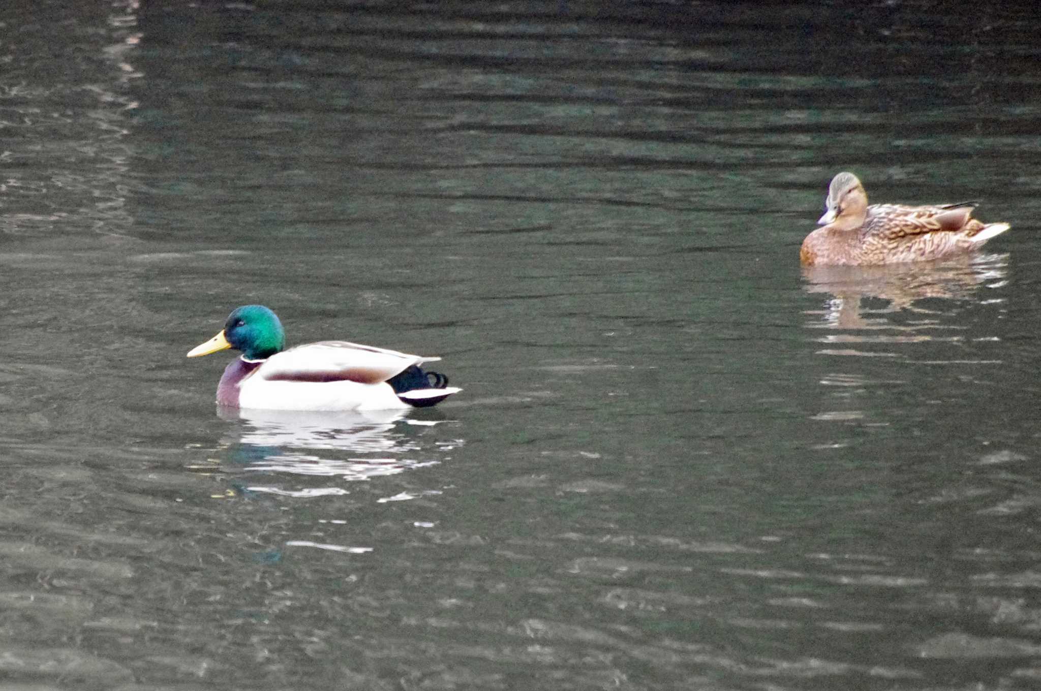 大阪府岸和田市 蜻蛉池公園 マガモの写真 by アカウント10297