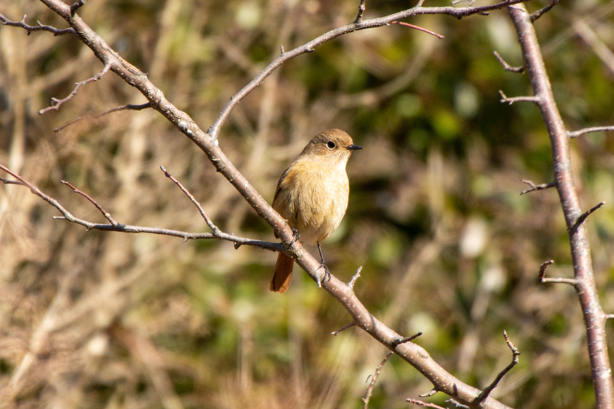Photo of Daurian Redstart at 名古屋平和公園 by ザッキー