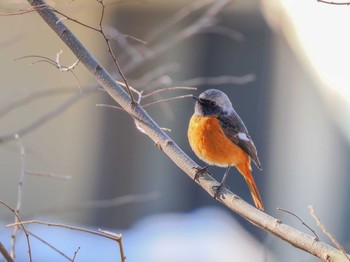 Sun, 1/29/2023 Birding report at 琵琶湖疎水(京都市山科区)