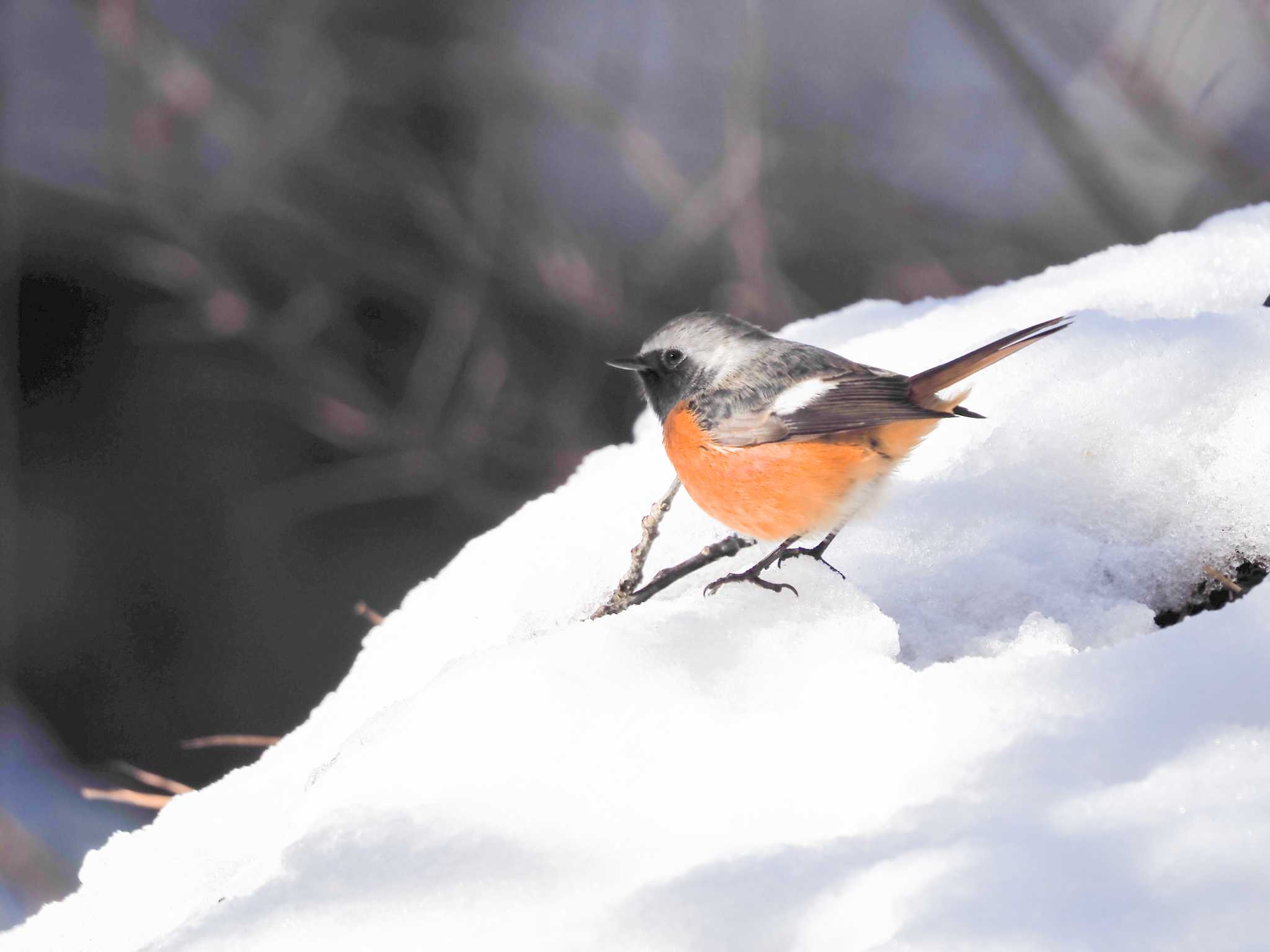 2023年1月28日(土) 琵琶湖疎水(京都市山科区)の野鳥観察記録 by 2023年1月28日(土) 琵琶湖疎水(京都市山科区)の野鳥観察記録 by