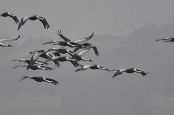 White-naped Crane Izumi Crane Observation Center Fri, 1/20/2023