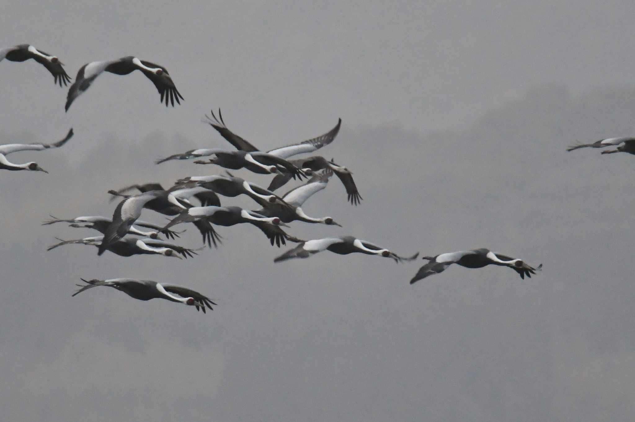 Photo of White-naped Crane at Izumi Crane Observation Center by あひる