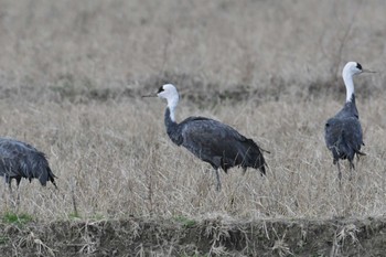 Hooded Crane Izumi Crane Observation Center Fri, 1/20/2023