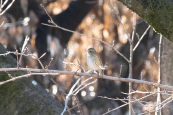 Red-flanked Bluetail 東京都立桜ヶ丘公園(聖蹟桜ヶ丘) Sun, 1/29/2023