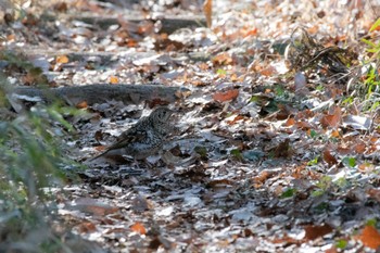 Sun, 1/29/2023 Birding report at 東京都立桜ヶ丘公園(聖蹟桜ヶ丘)