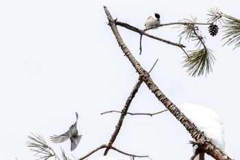 Willow Tit ひるがの高原(蛭ヶ野高原) Sat, 1/28/2023