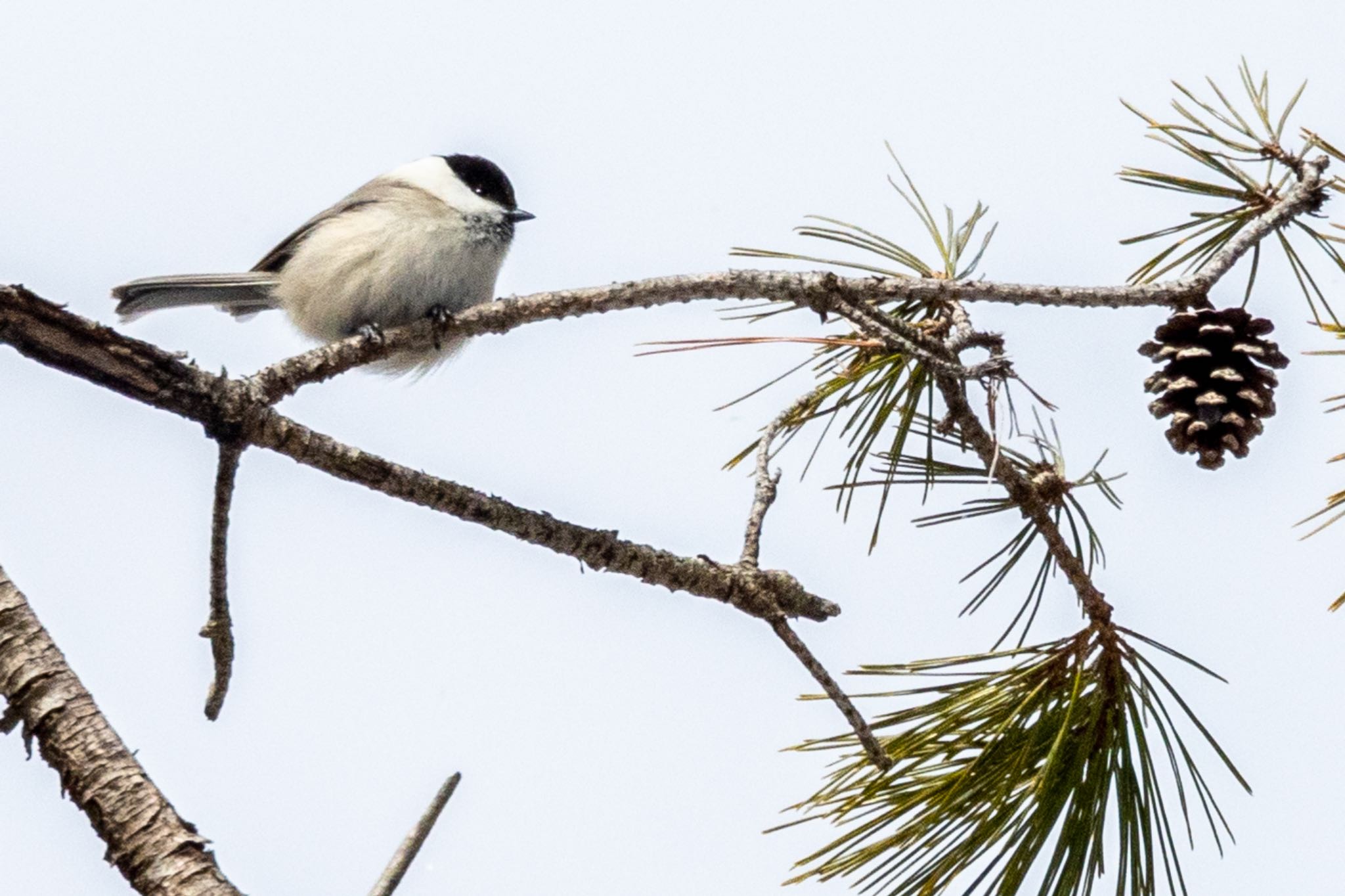 Willow Tit