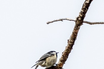 Coal Tit ひるがの高原(蛭ヶ野高原) Sat, 1/28/2023