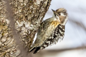 Japanese Pygmy Woodpecker ひるがの高原(蛭ヶ野高原) Sat, 1/28/2023