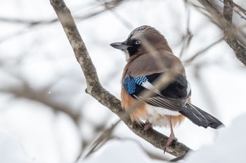 Eurasian Jay ひるがの高原(蛭ヶ野高原) Sat, 1/28/2023