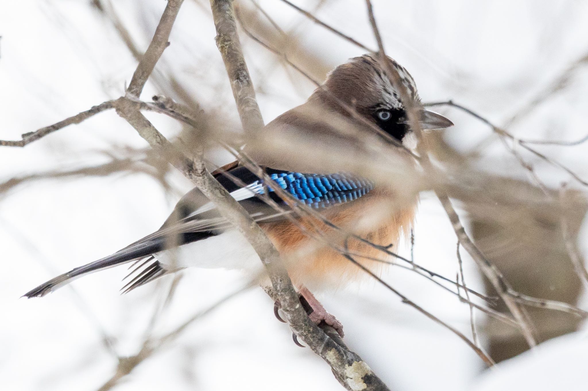 Eurasian Jay