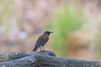 Pale Thrush Akashi Park Mon, 4/2/2018