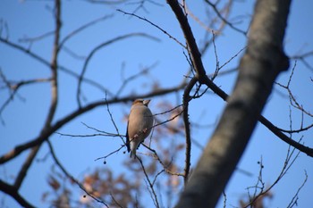 シメ 久宝寺緑地公園 2023年1月29日(日)