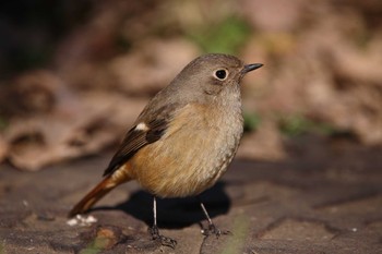 Daurian Redstart じゅん菜池緑地(千葉県) Sun, 1/29/2023