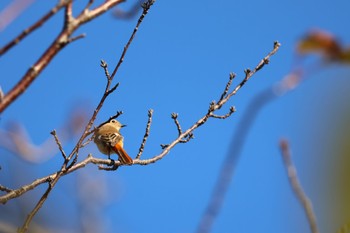 Daurian Redstart 室見川 Sat, 10/29/2022