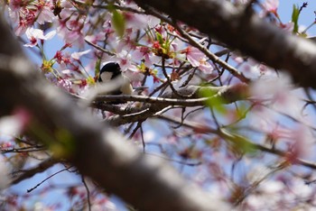 シジュウカラ 山田池公園 2018年4月3日(火)