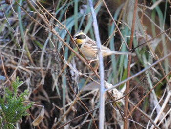 2023年1月29日(日) 多摩森林科学園の野鳥観察記録