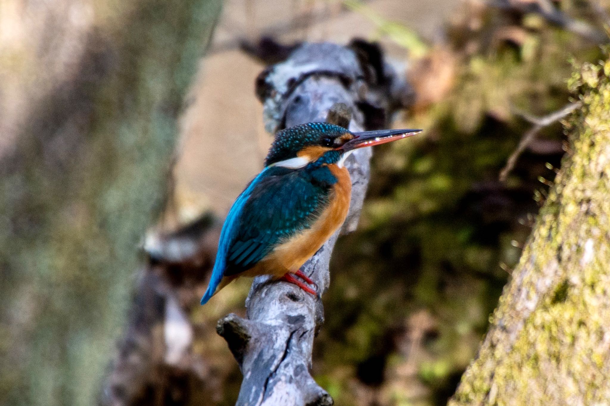 Photo of Common Kingfisher at 名古屋名東区 by ザッキー