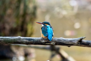 Common Kingfisher 名古屋市名東区 Sun, 1/29/2023