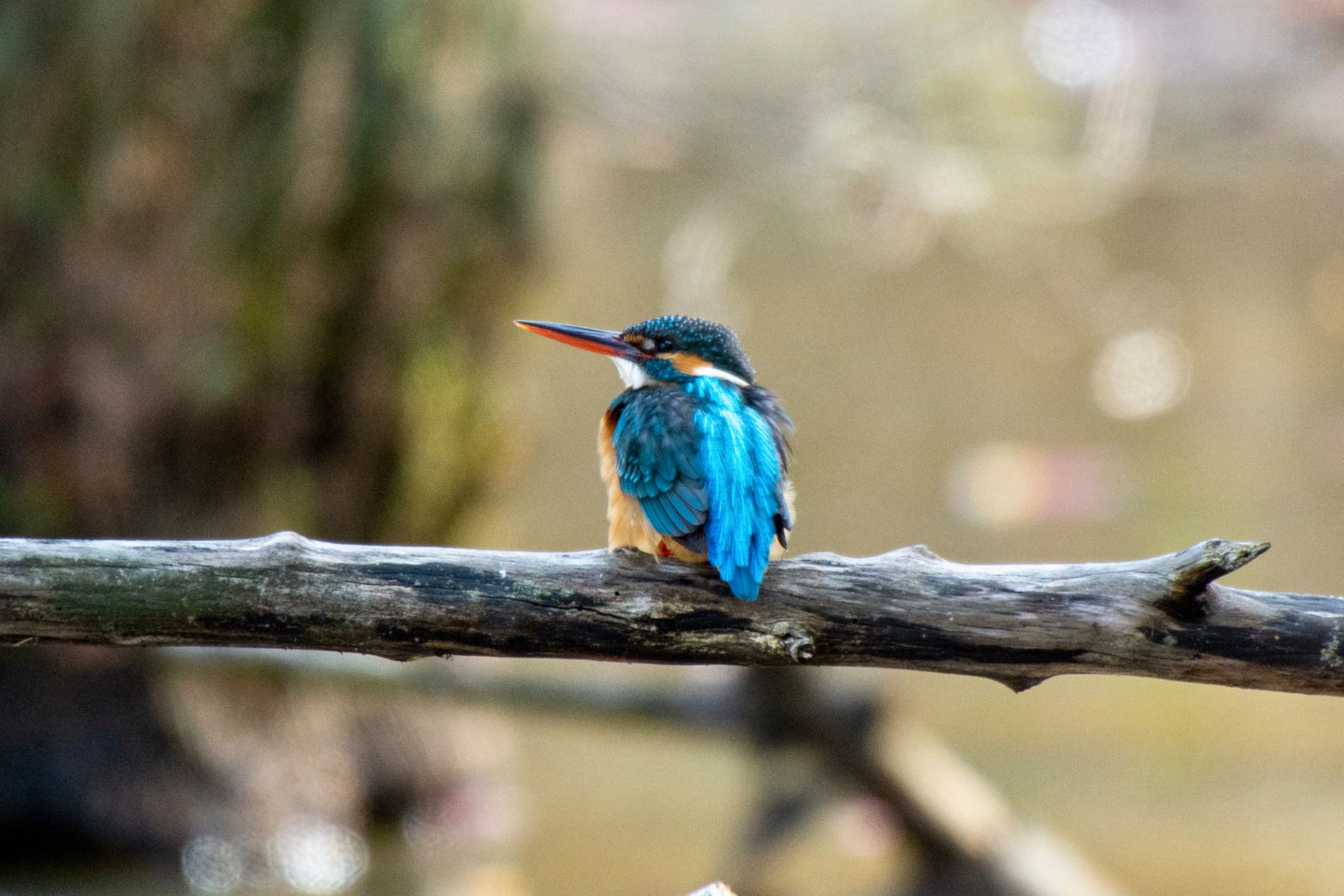 Photo of Common Kingfisher at 名古屋市名東区 by ザッキー