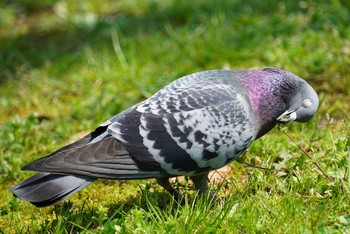 カワラバト 山田池公園 2018年4月3日(火)