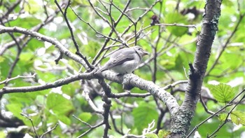 コサメビタキ 上高地 2022年9月9日(金)