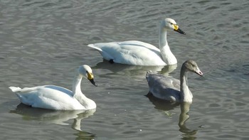 コハクチョウ 米子水鳥公園 2022年11月3日(木)