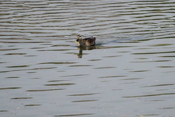 カルガモ 山田池公園 2018年4月3日(火)