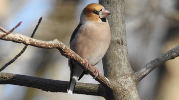 シメ 磯川緑地公園(栃木県) 2022年1月9日(日)