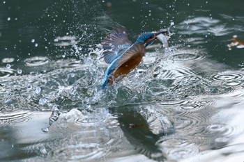 2023年1月29日(日) 千里南公園の野鳥観察記録