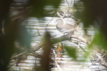 Mandarin Duck 山田池公園 Tue, 4/3/2018