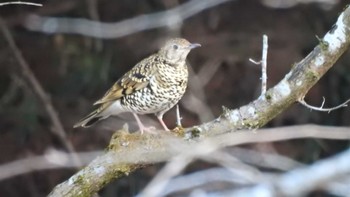 トラツグミ つがの里(栃木県栃木市) 2022年1月8日(土)