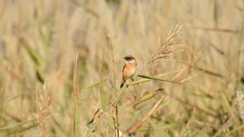 Amur Stonechat 大分県長者原 Wed, 10/19/2022