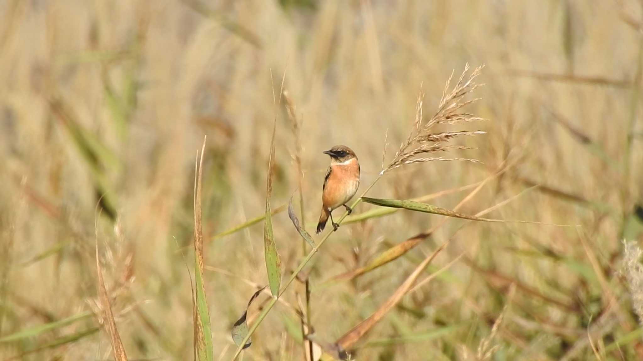 Photo of Amur Stonechat at 大分県長者原 by 緑の風