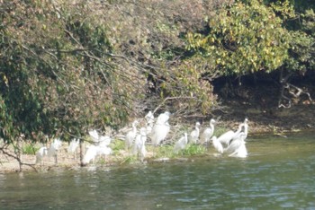 ダイサギ 山田池公園 2018年4月3日(火)