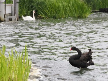 コクチョウ 千波湖公園 2022年6月23日(木)