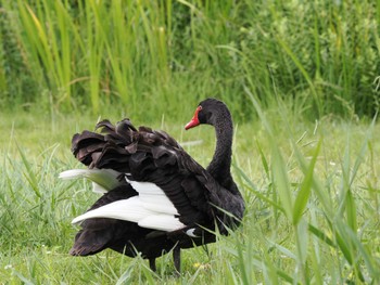 コクチョウ 千波湖公園 2022年6月23日(木)