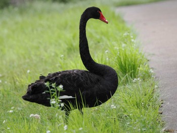 コクチョウ 千波湖公園 2022年6月23日(木)