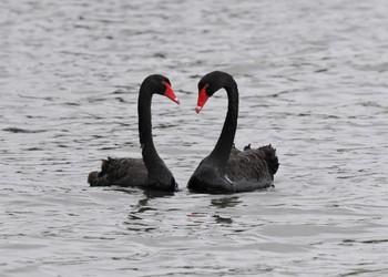 Black Swan 千波湖公園 Thu, 6/23/2022