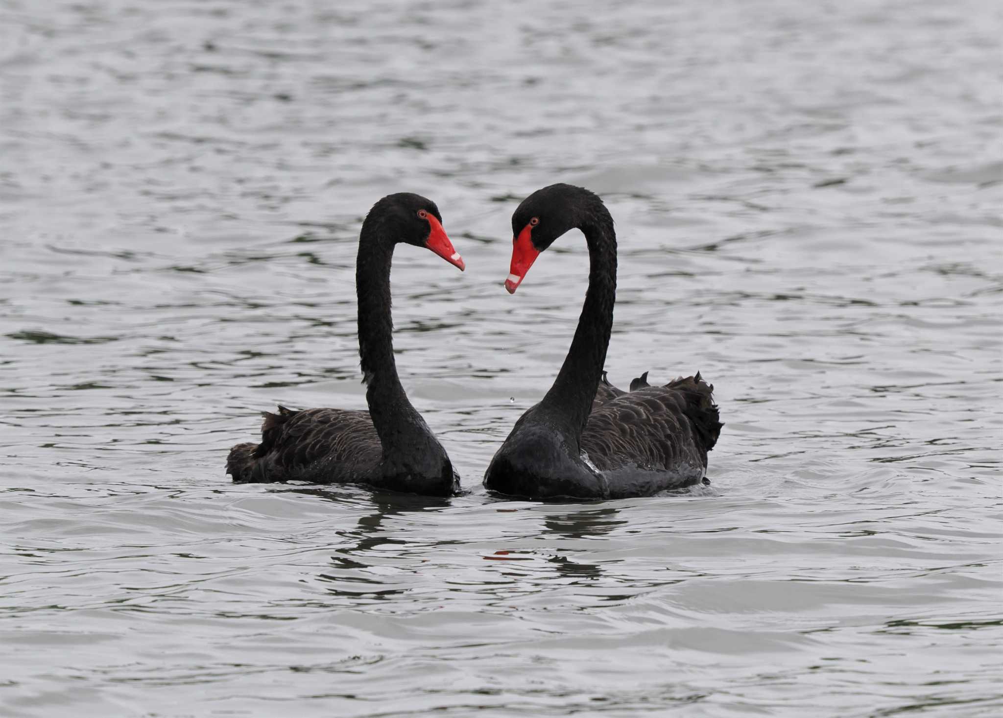 Photo of Black Swan at 千波湖公園 by エヌ