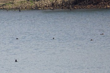 2018年4月3日(火) 山田池公園の野鳥観察記録