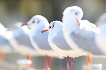 ユリカモメ 昆陽池公園 2023年1月29日(日)