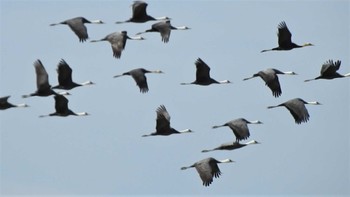 White-naped Crane Izumi Crane Observation Center Fri, 10/28/2022