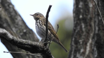 Olive-backed Pipit 公渕森林公園 Sat, 3/11/2017
