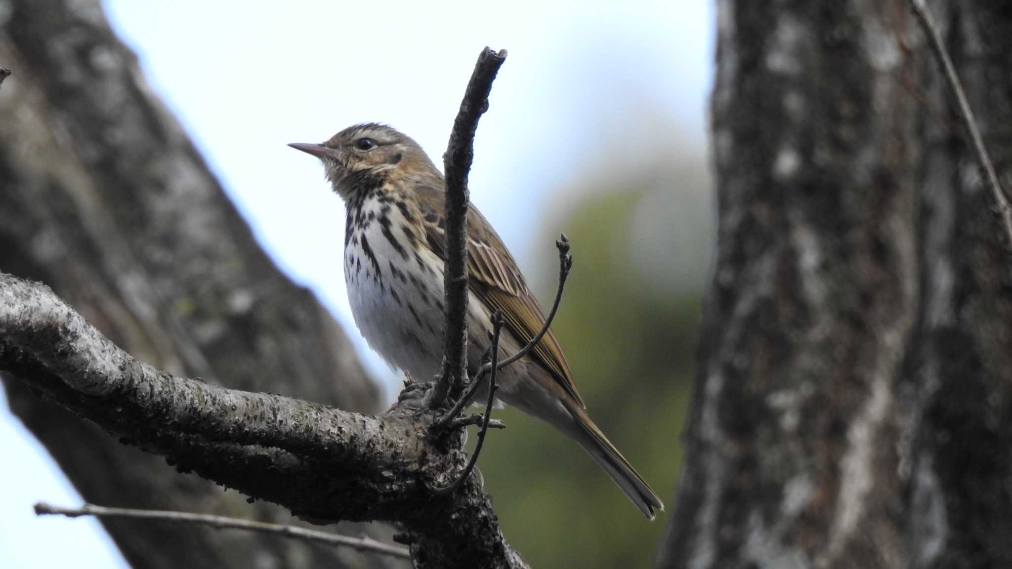 Photo of Olive-backed Pipit at 公渕森林公園 by 緑の風