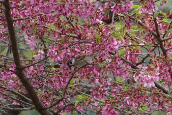 Eurasian Tree Sparrow 長等公園 Sun, 4/8/2018
