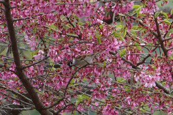 スズメ 長等公園 2018年4月8日(日)