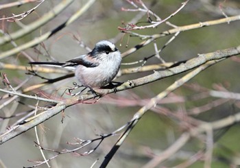 エナガ 楽山公園(山梨県都留市) 2023年1月29日(日)