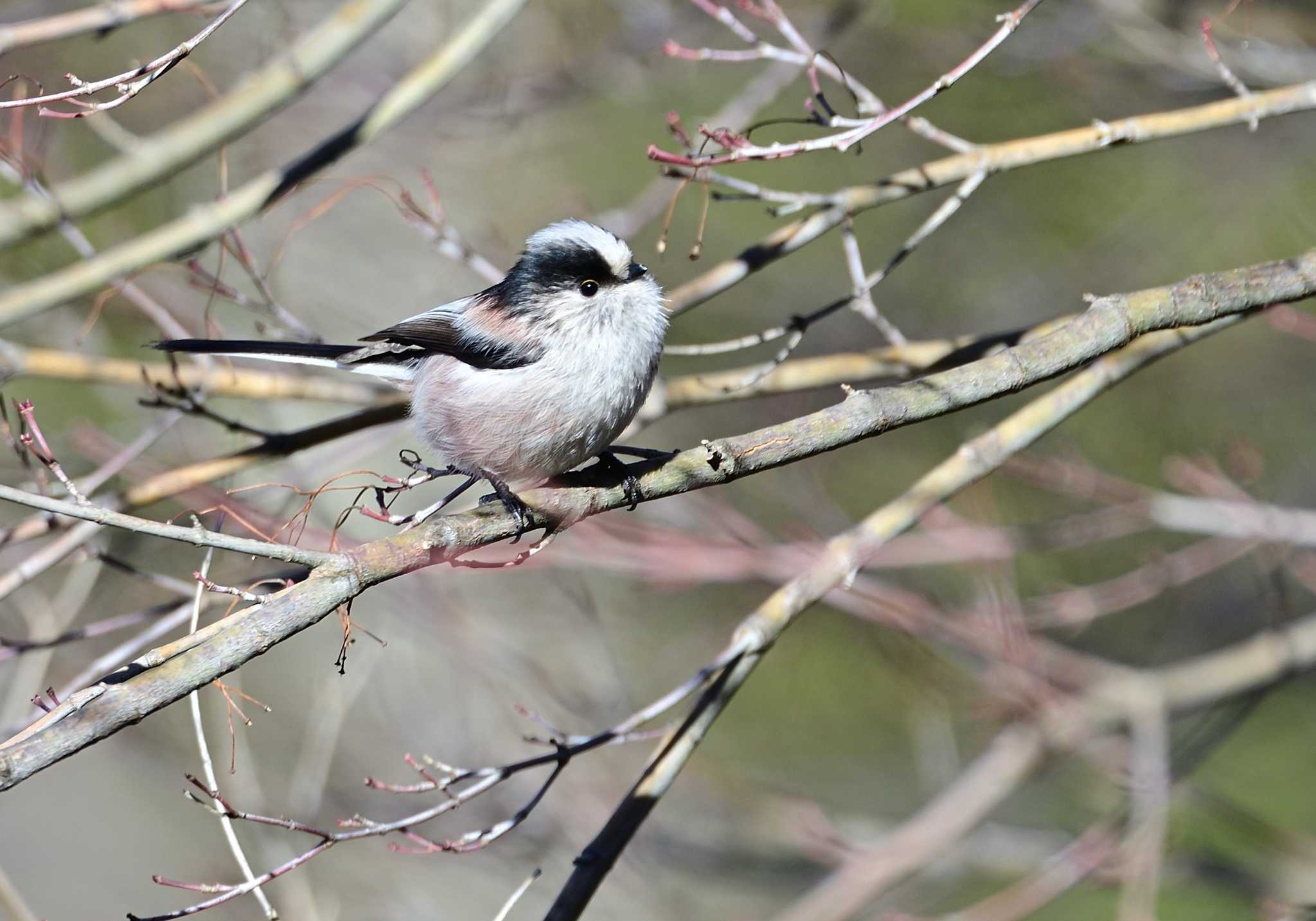 Long-tailed Tit